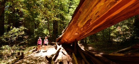 Visit redwoods on Trek Travel's California wine country cycling vacation