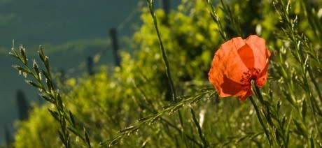 Poppy flower fields on our Tuscany, Italy luxury bike tours