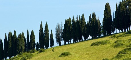 Cypress trees of Tuscany on Trek Travel's bike trip.
