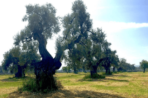 Puglia Olive Trees from Trek Travel Guide Jason Harding