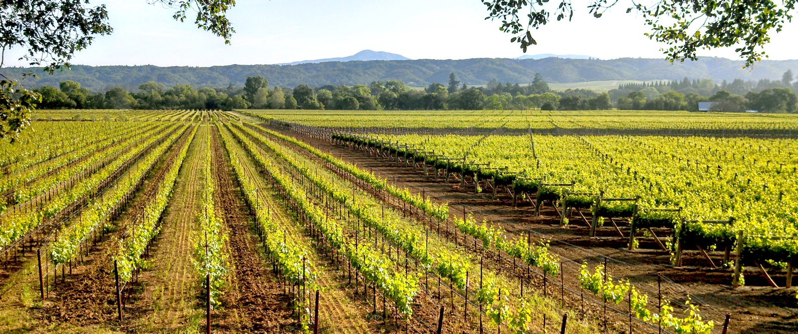 Ride along vineyards on a California Wine Country bike tour