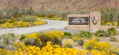 Palm Springs and Joshua Tree National Park bike tour with Trek Travel