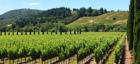 Ride in California Wine Country on a Trek Travel bike tour