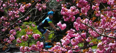 Ride past Cherry Blossoms Trek Travel's new Japan bike tour