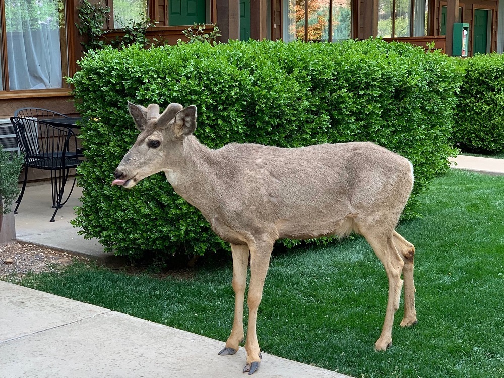 A deer at Flanigan's Inn in Springdale, Utah