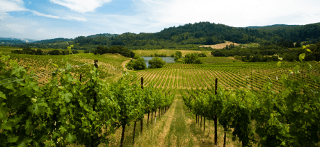 California Wine Country Vineyards
