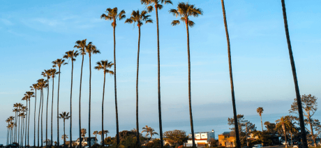 Encinitas palm trees on San Diego Self-Guided bike tour
