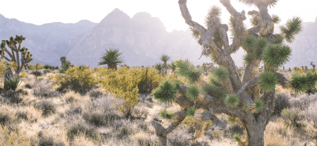 Desert landscape on Las Vegas Self Guided Bike Tour
