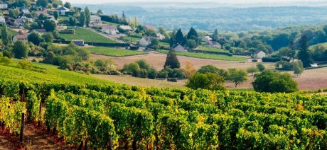 23LOSG-Loire-Vineyards-CANVA-1600X670