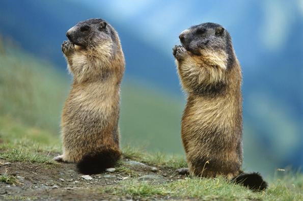 Two Marmots in the Swiss Alps