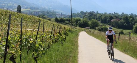Cyclist on a bike path with vineyards and trees