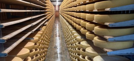 Rows of Emmental cheese wheels in a cheese factory