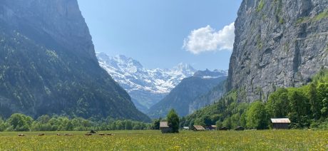 View of Swiss Alps from a valley field with wild flowers
