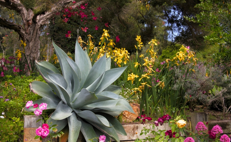 Abundant tropical garden with flowers and succulents.