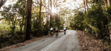 Three cyclists riding on a forested road