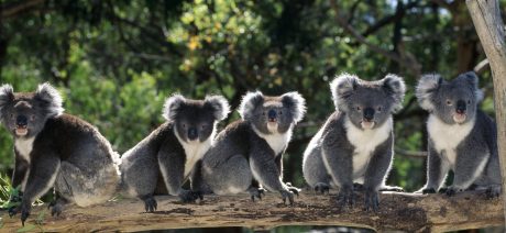 A row of five CUTE Koalas sitting on a branch